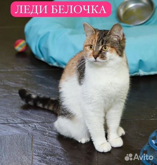 Леди Белочка