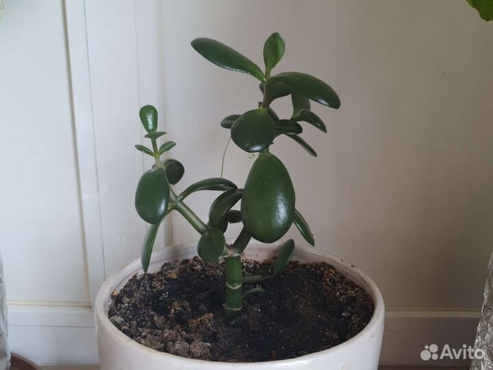 Денежное дерево толстянка крассула