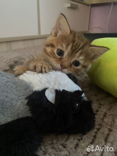 Британские котята