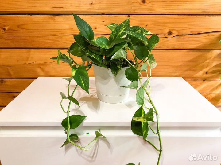 Сциндапсус (эпипремнум) золотистый