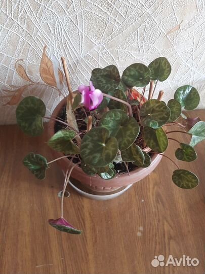 Бабушкин цикламен