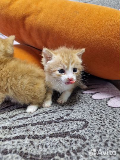 Рыжик в добрые руки