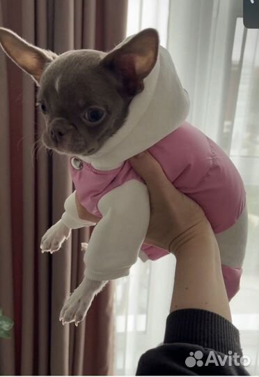 Комбинезон для собаки