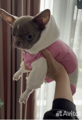 Комбинезон для собаки