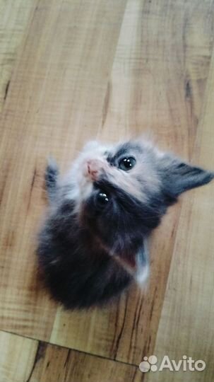 Отдам котят девочки