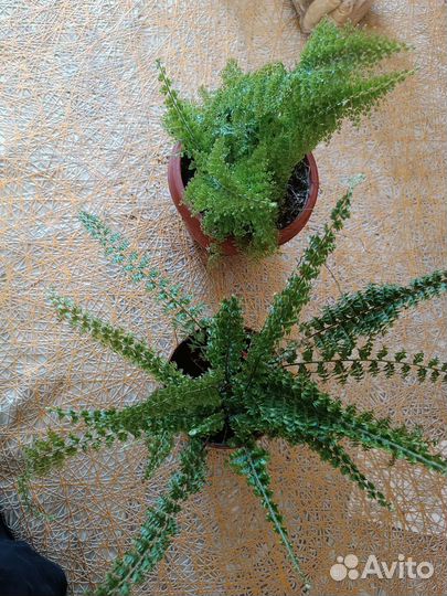 Комнатные растения