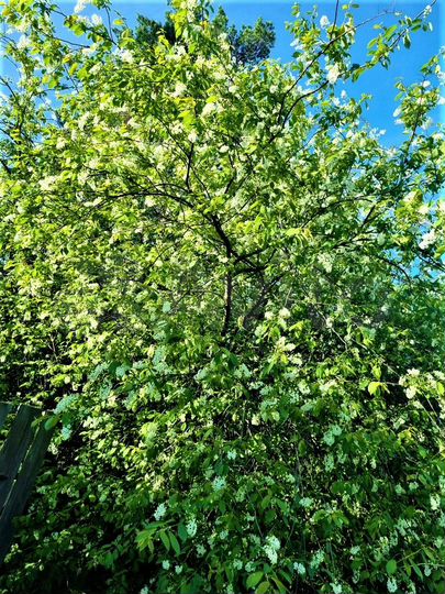 Участок 19 сот. (ИЖС)