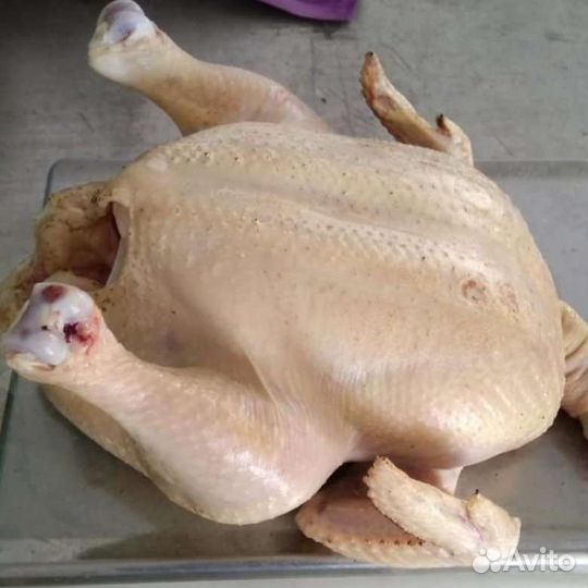 Мясо домашнего бройлера