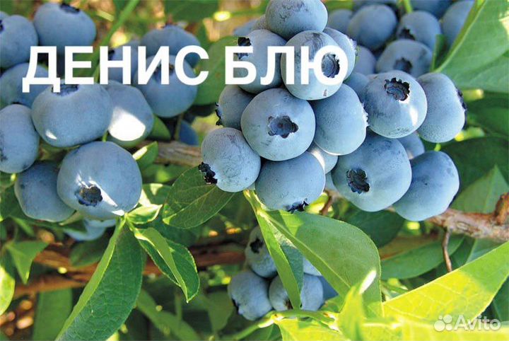 Саженцы голубики