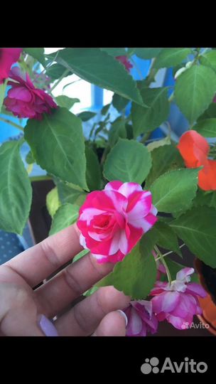 Бальзамин цветущий