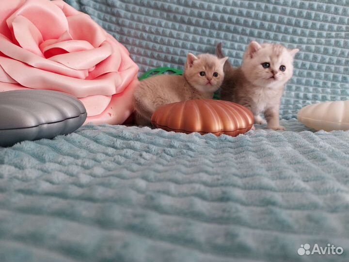 Шотландские котята