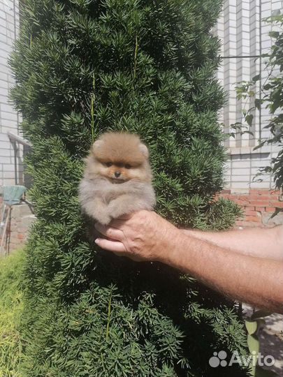 Щенки померанского шпица медвежьего типа