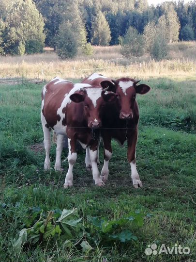 Коровы (тёлка, первотелка, нетели, бык)