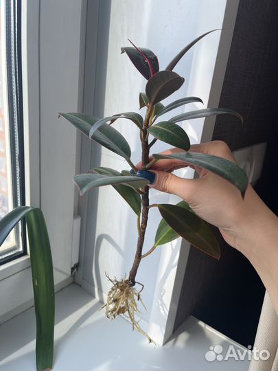 Комнатные растения цветы