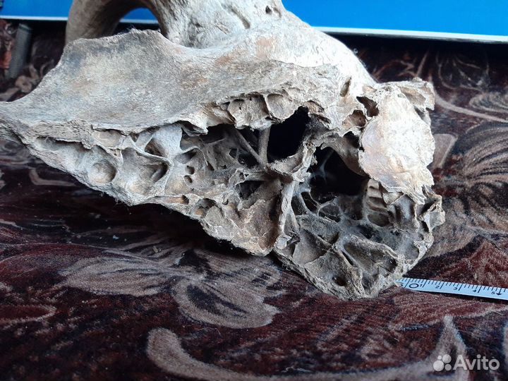 Продам рог ископаемого Бизона