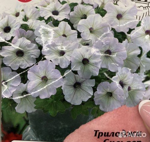 Петуния в кашпо