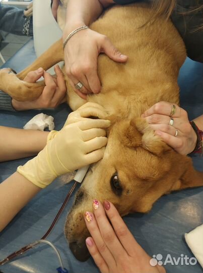 Ветеринарный врач на дом