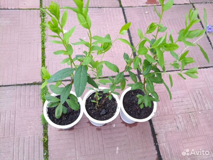 Многолетники садовые