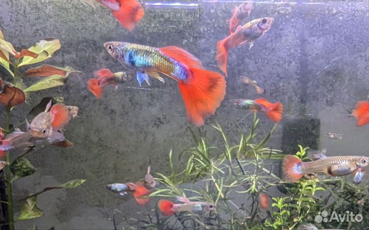 Гуппи классно белые