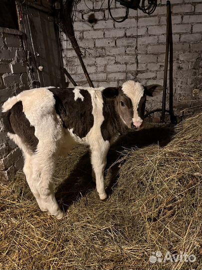 Бычки телята