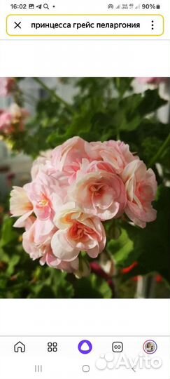 Пеларгония