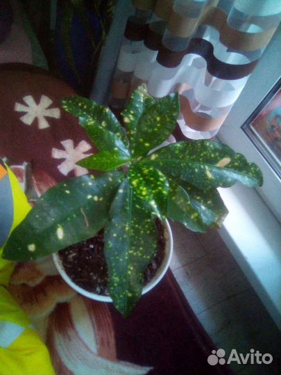 Дримиопсис, кротон