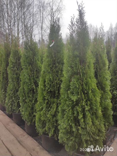 Туя Смарагд Брабант