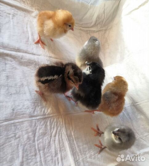 Цыплята, индюшата, перепелята вывод на заказ