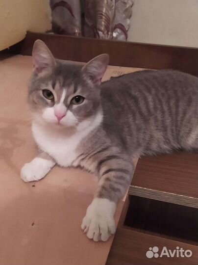 Милая кошечка подросток ищет дом