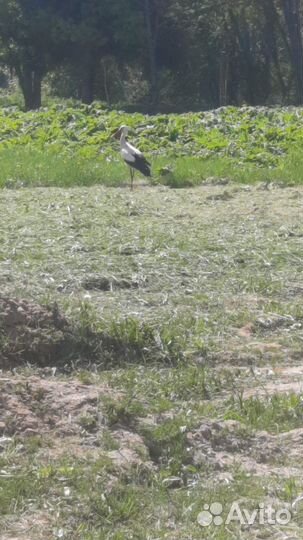 Покос травы триммером