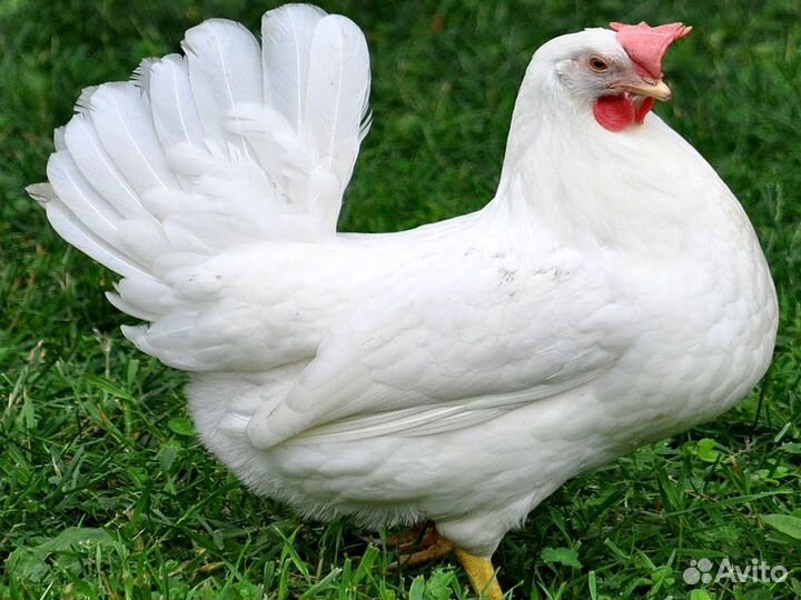 Доставка, продажа. Яйцо, Цыплята несушки Леггорн
