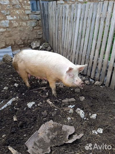 Свиноматка