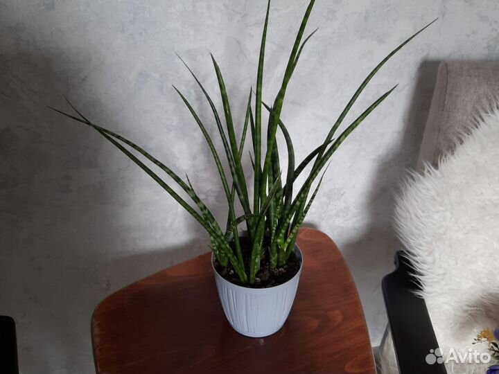 Сансевиерия цилиндрическая