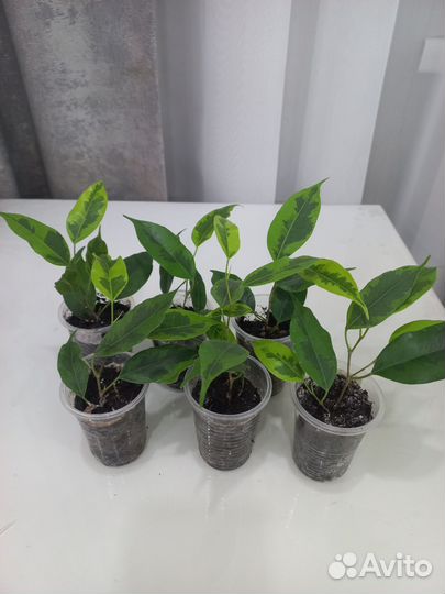 Фикусы Бенджамина