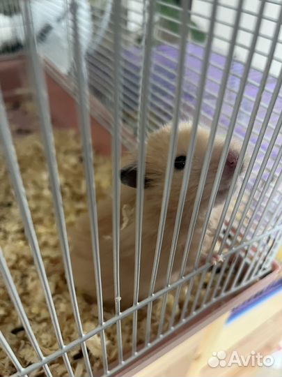 Сирийский хомяк