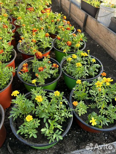 Бархатцы в горшках