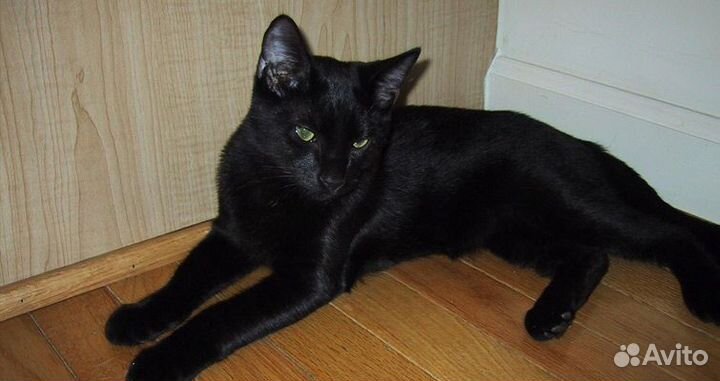 Кошка