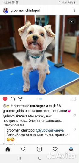 Вязка Йоркширский терьер