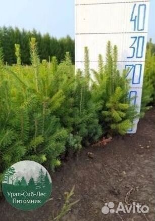 Сосна зкс окс сеянцы Ель Лиственница Голуб Горная