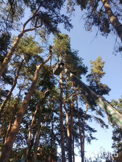Спил аварийных деревьев