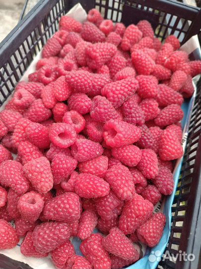 Саженцы Летняя малина Пшехиба