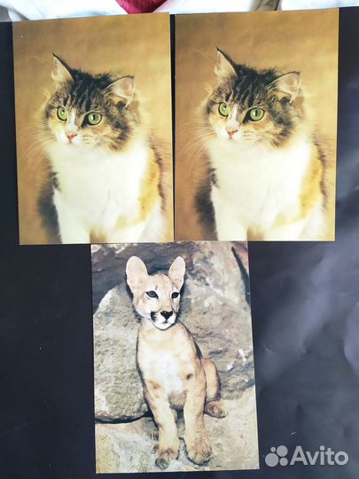 Коллекция открытки животные 1969 год