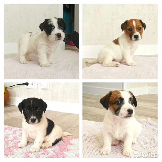 Джек Рассел терьер