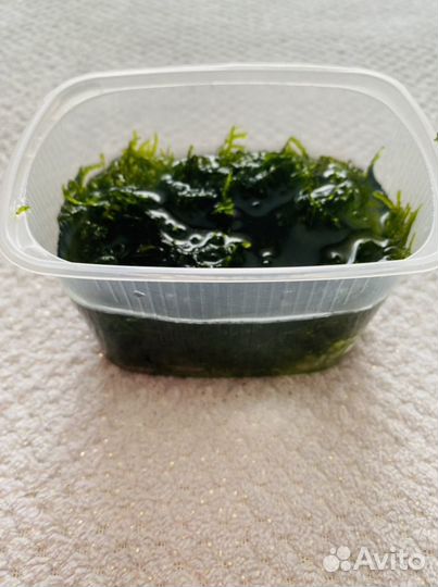 Аквариумное растение Рождественский мох