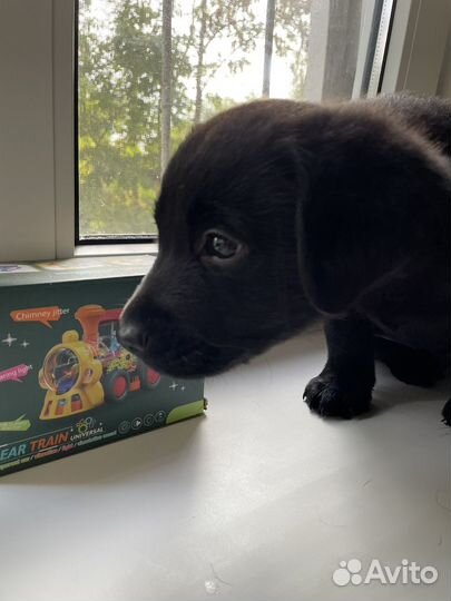 Лабродоры щенки