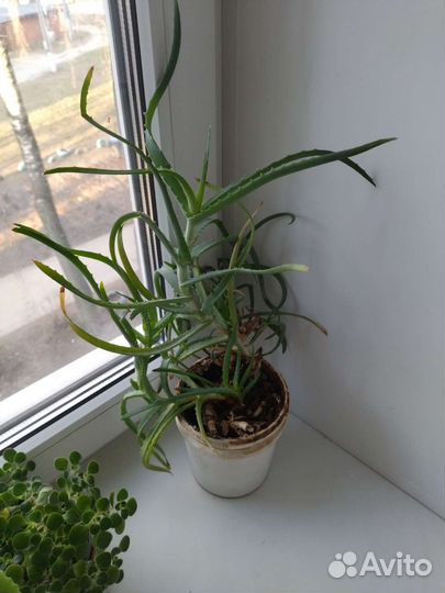 Комнатные цветы