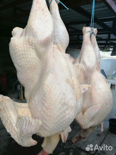 Индюки хайбрид конвертер