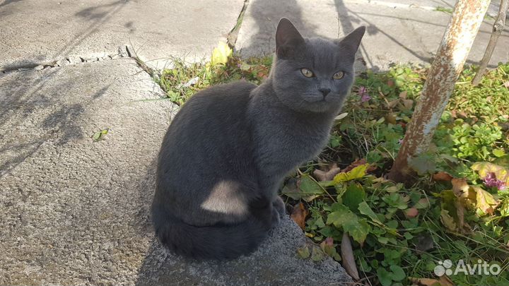 Кошки бесплатно