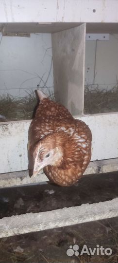 Куры молодки несушки домашние