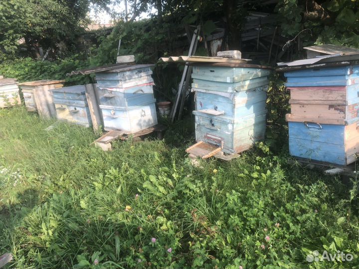 Улий с пчелами и мёдом